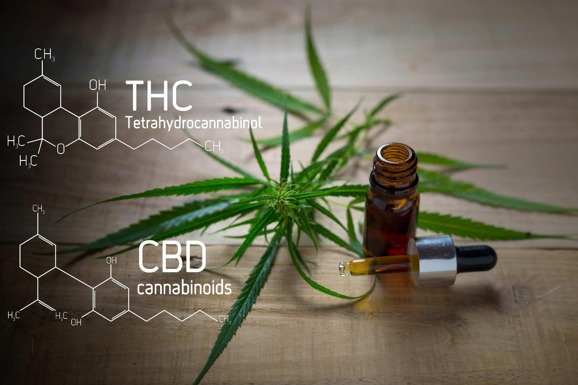 What are Cannabinoids (and Why are they Important)?