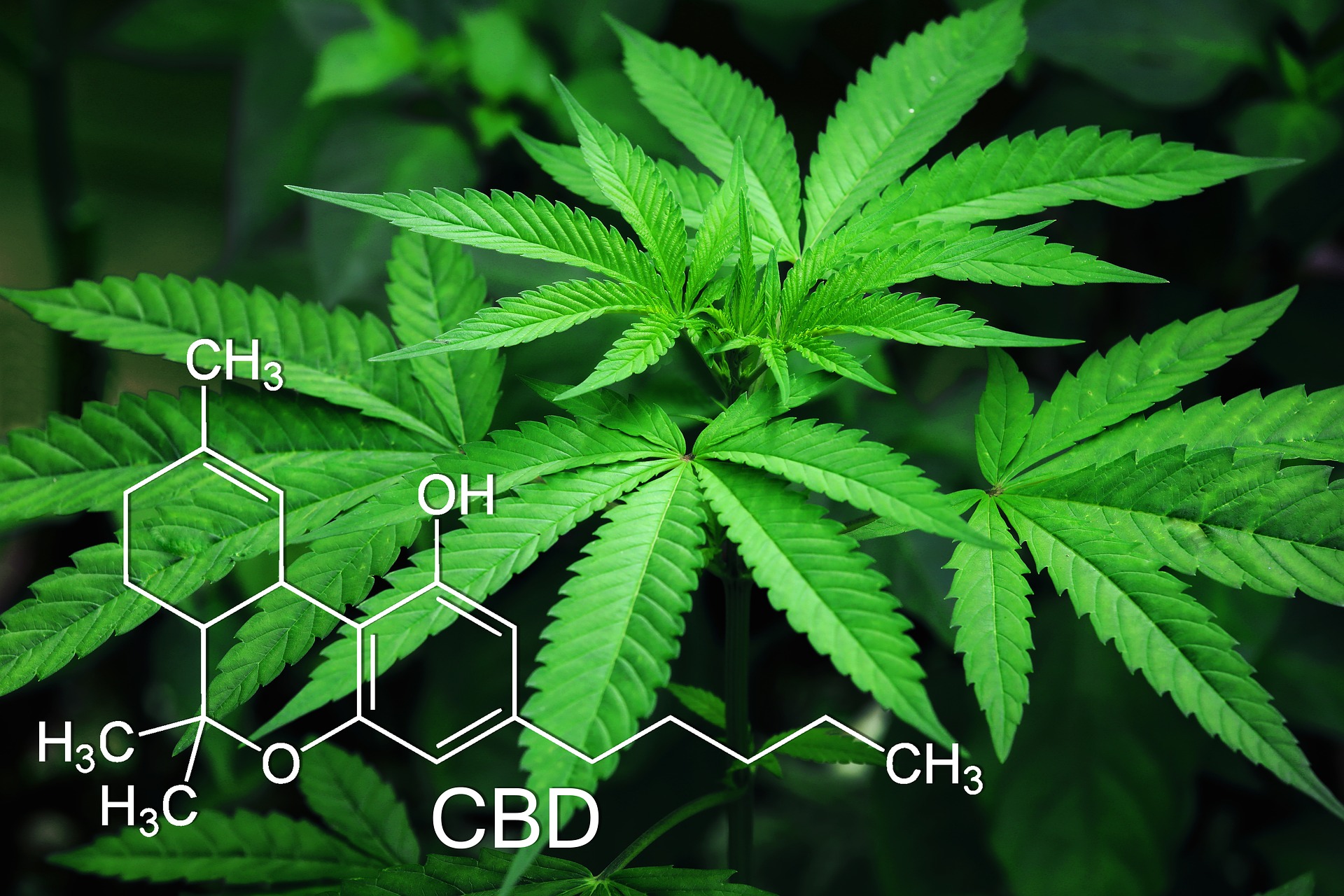 What is CBD Isolate & Whole Plant Hemp CBD Oil? What’s the Difference?