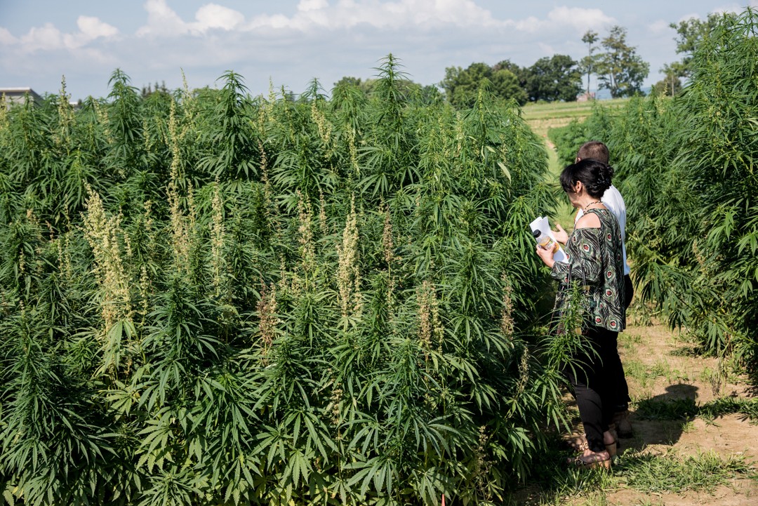 What is Industrial Hemp (and Where Does it Come From?)