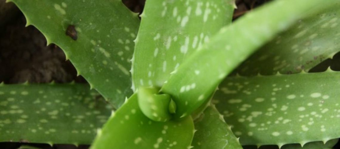 Aloe Vera: The Plant of Eternity